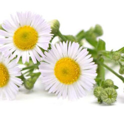 MANZANILLA POR GRAMO / BOTANICOS